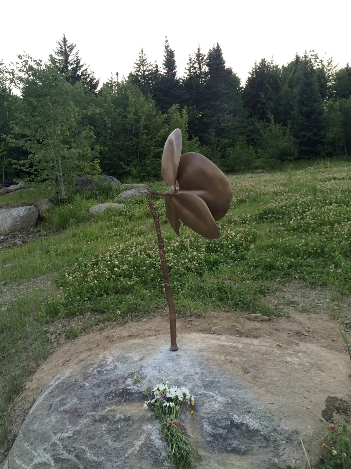 Orchid, view 4